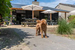 7Huizen aan Zee - Hund vor der Terrasse des Campingplatzes