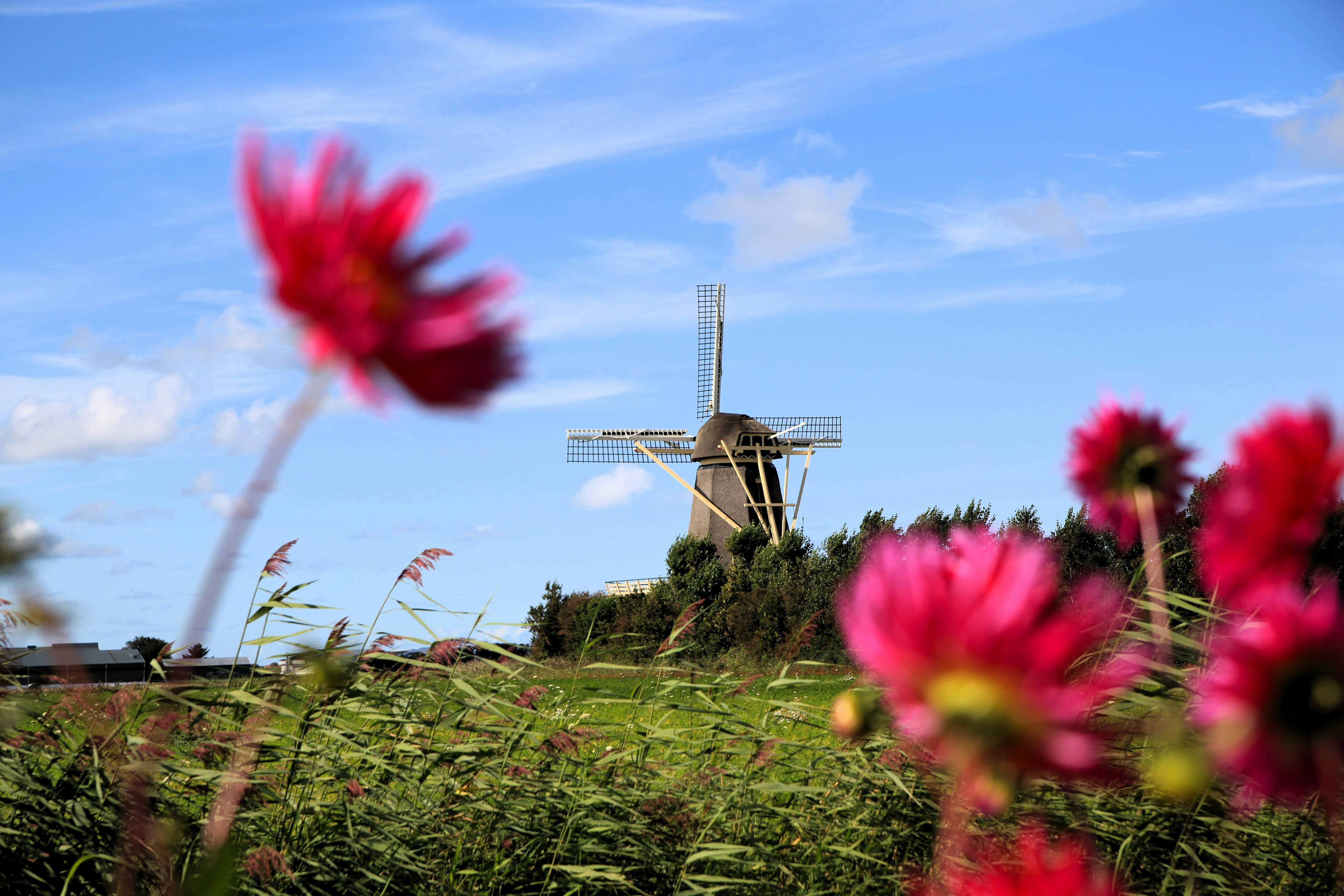 Aan Noordzee - Blick auf eine Windmühle in der Umgebung des Campingplatzes