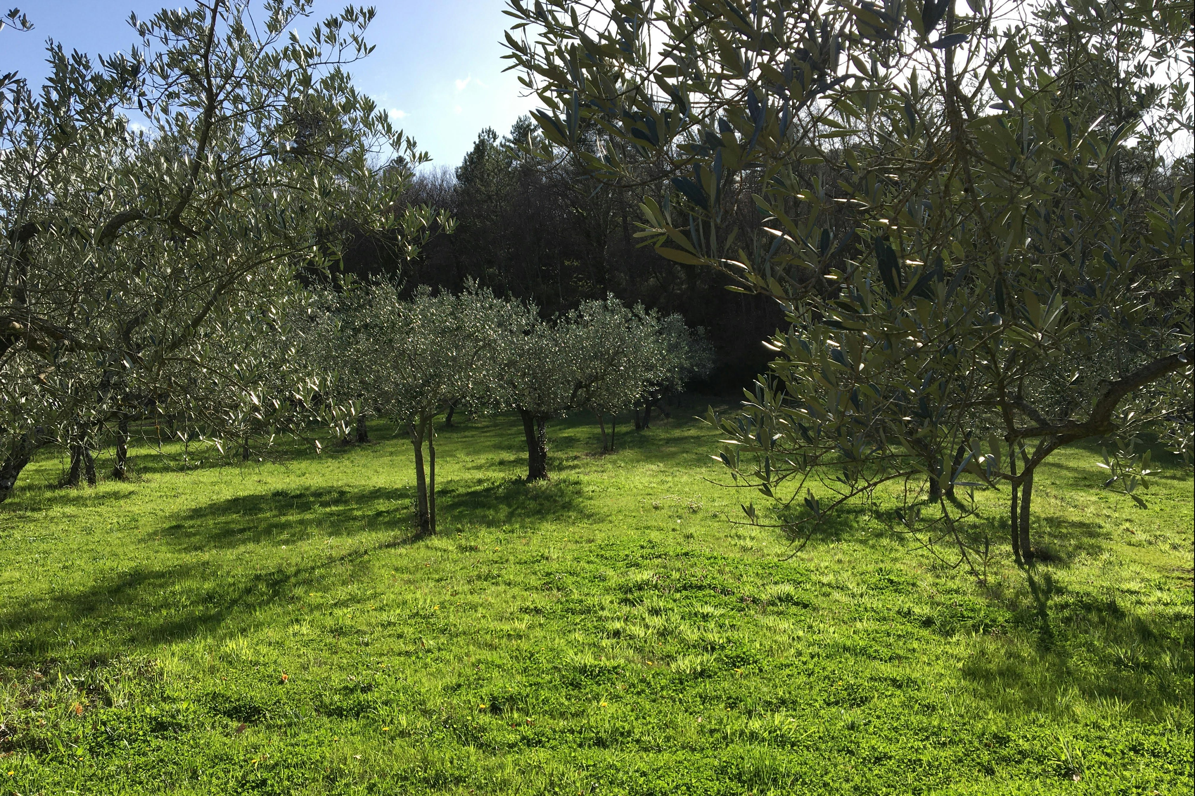 Agricampeggio Borgo Agna - Standplatzwiese auf dem Campingplatz