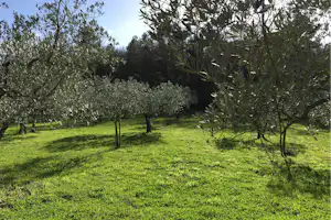 Agricampeggio Borgo Agna - Standplatzwiese auf dem Campingplatz