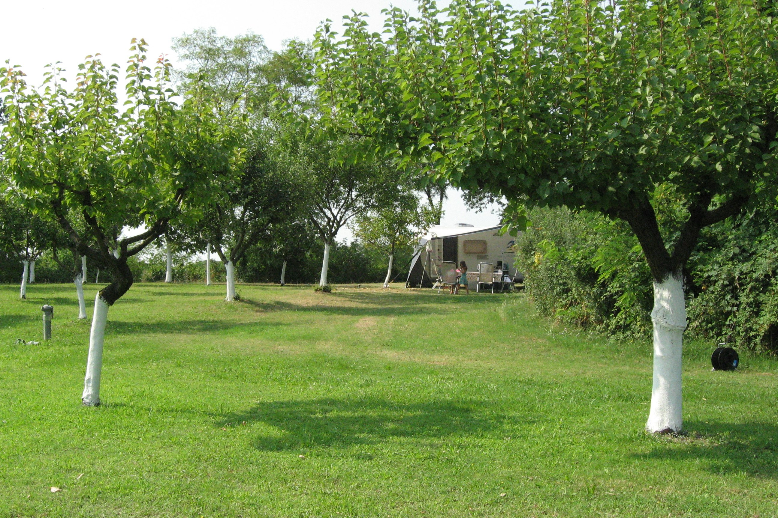 Agriturismo Cascina Le Volpi - Standplätze zwischen den Bäumen auf dem Campingplatz