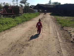 Agro-Camping Ormsby Field - Kind und Kühe auf dem Campingplatz