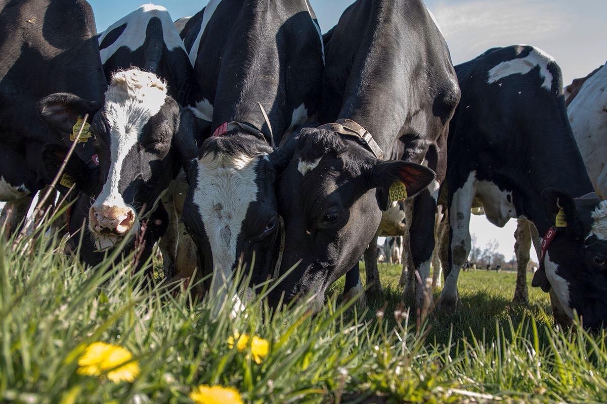 Agro-Camping Ormsby Field - Kühe grasen auf der Weide