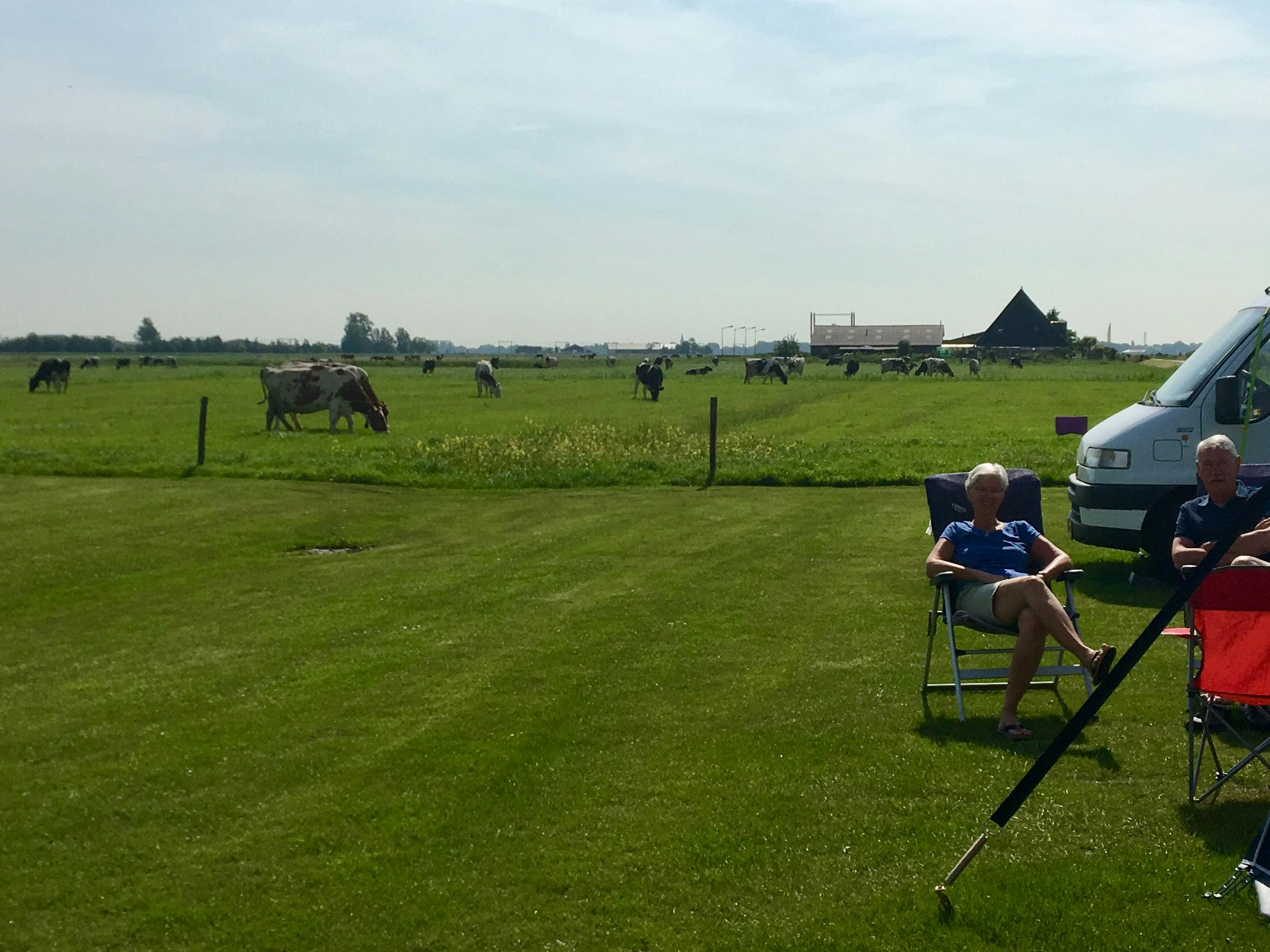 Agro-Camping Ormsby Field - Standplatzwiese neben einer Kuhweide