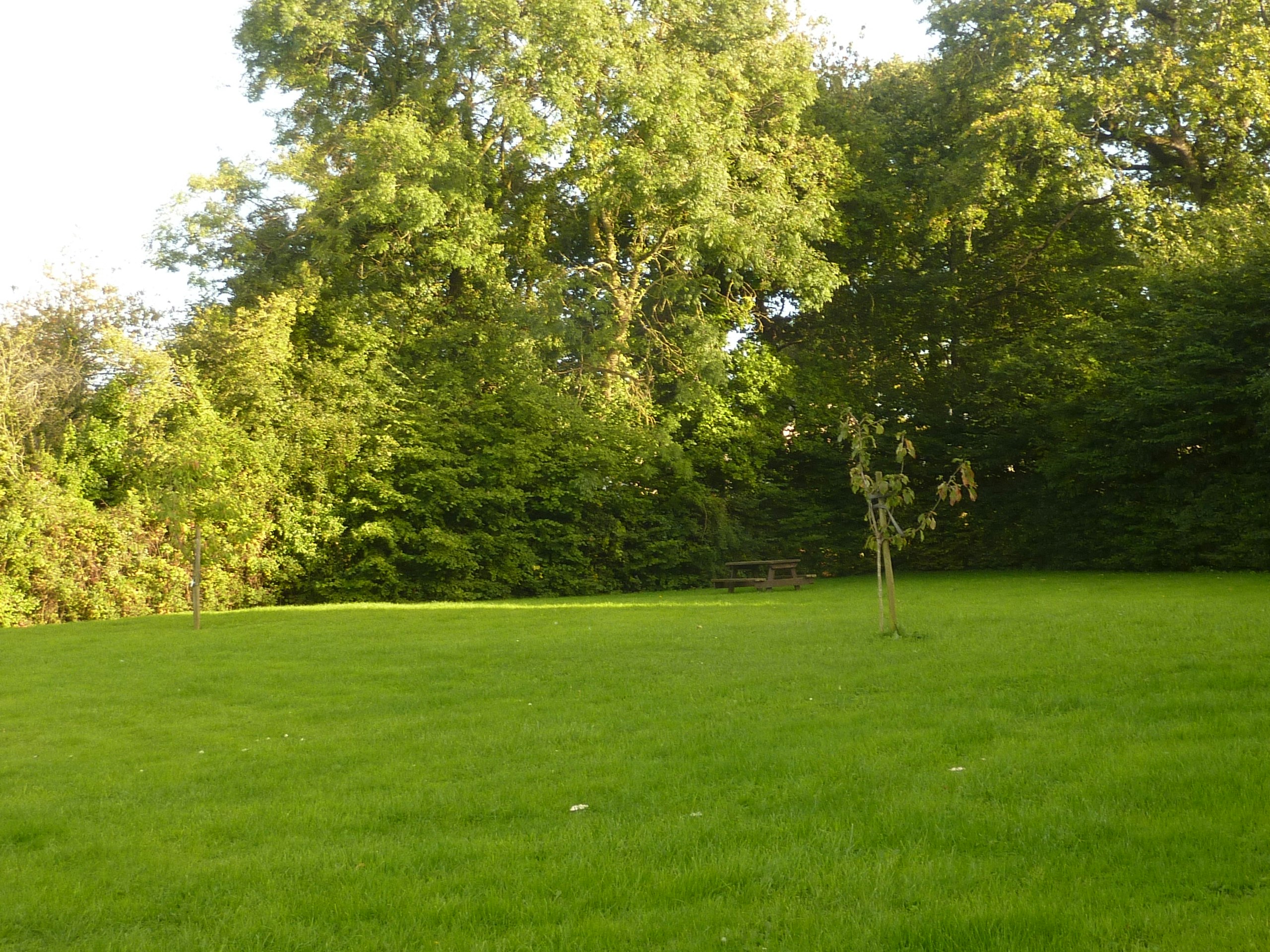 Weite grüne Wiese mit einzelnen Bäumen und Hecke im Hintergrund, ideal für einen Campingplatz in der Natur.