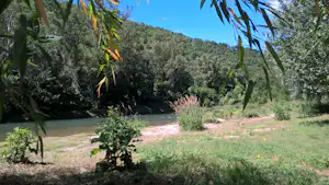 Flussufer im Grünen mit Wiese, dichtem Wald und Blick auf das ruhige Wasser zwischen Bäumen.