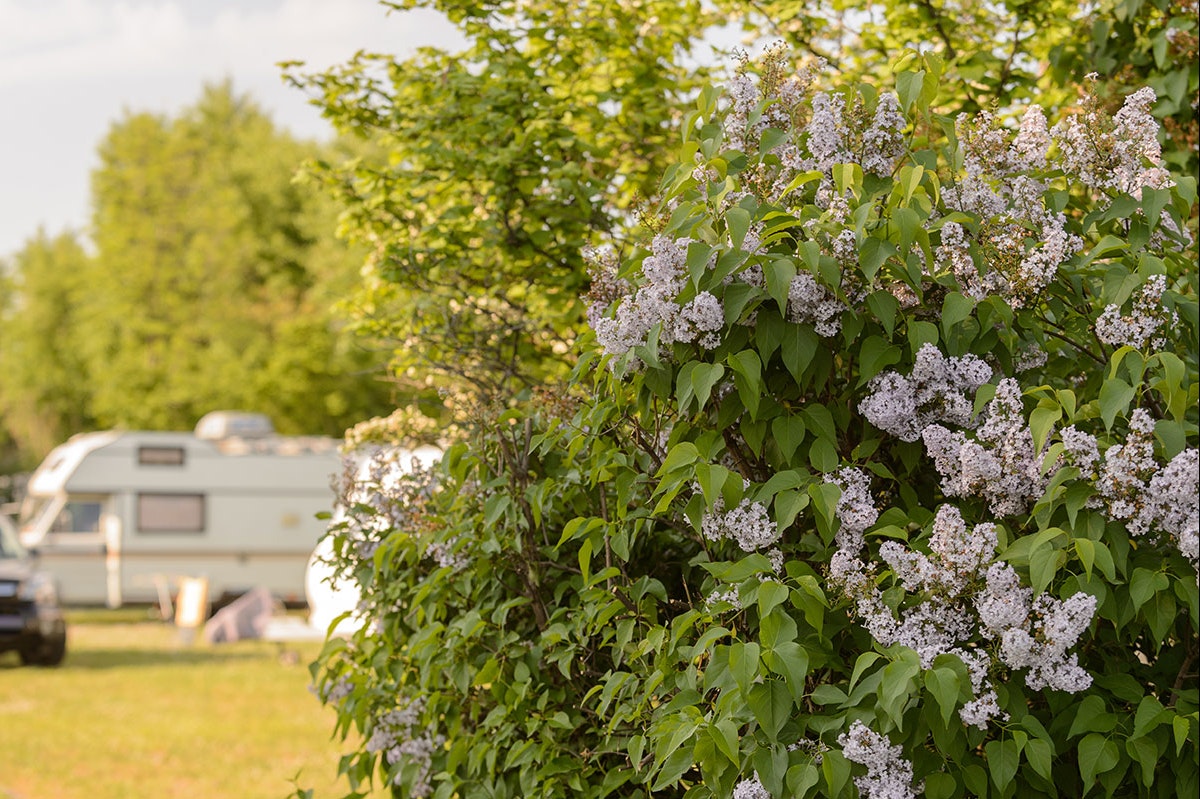MICAMPA Wien Donau - Fliederbüsche auf der Campingwiese