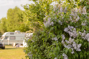 MICAMPA Wien Donau - Fliederbüsche auf der Campingwiese