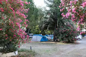 Zelte auf einem Campingplatz zwischen blühenden Bäumen und Sträuchern, mit geparkten Autos am Rand des Weges.