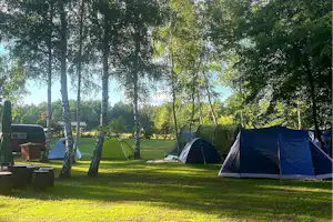Mehrere Zelte auf einem Campingplatz im Grünen, umgeben von hohen Bäumen und Rasenfläche.