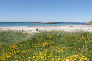 Strand mit türkisfarbenem Meer, davor eine Wiese mit gelben Blumen und ein paar Personen am Ufer.