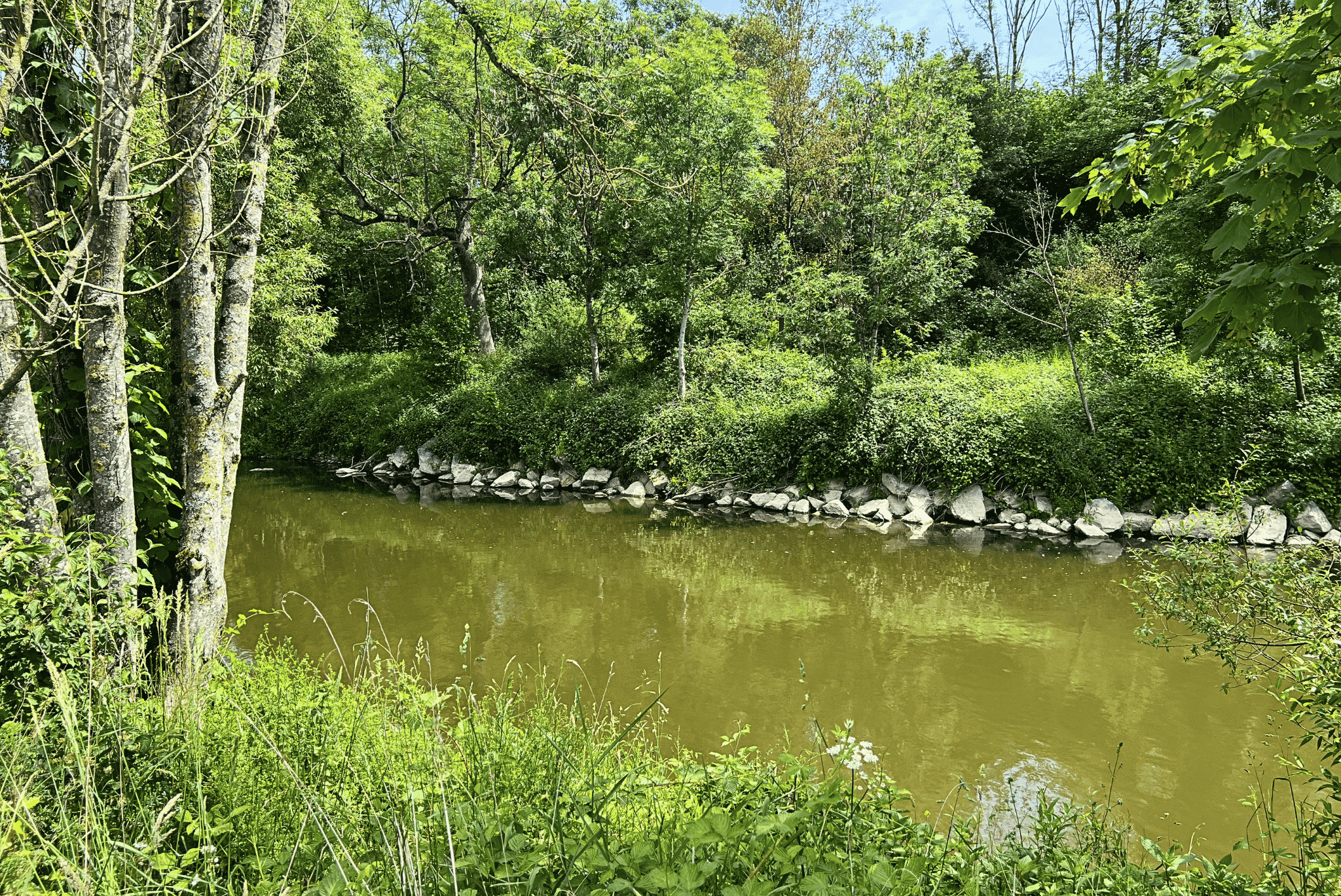 Ruhiger Fluss im Wald mit Ufer aus Steinen und dichtem Grün, umgeben von Bäumen und Sträuchern.