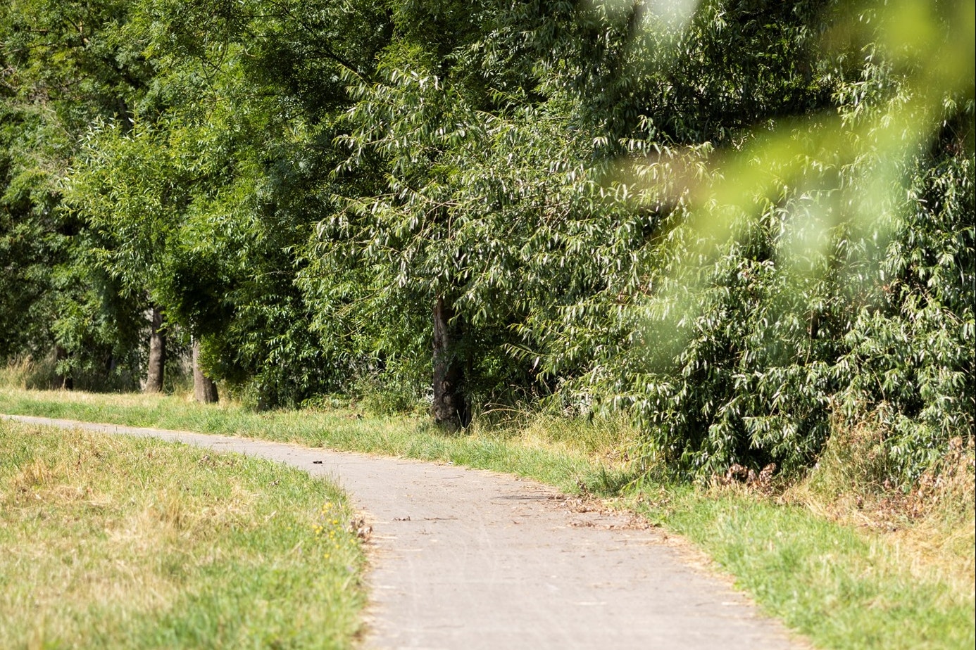 Weg auf einem Campingplatz durch grünen Wald mit Grasflächen und dichtem Baumbestand.