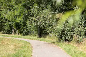 Weg auf einem Campingplatz durch grünen Wald mit Grasflächen und dichtem Baumbestand.