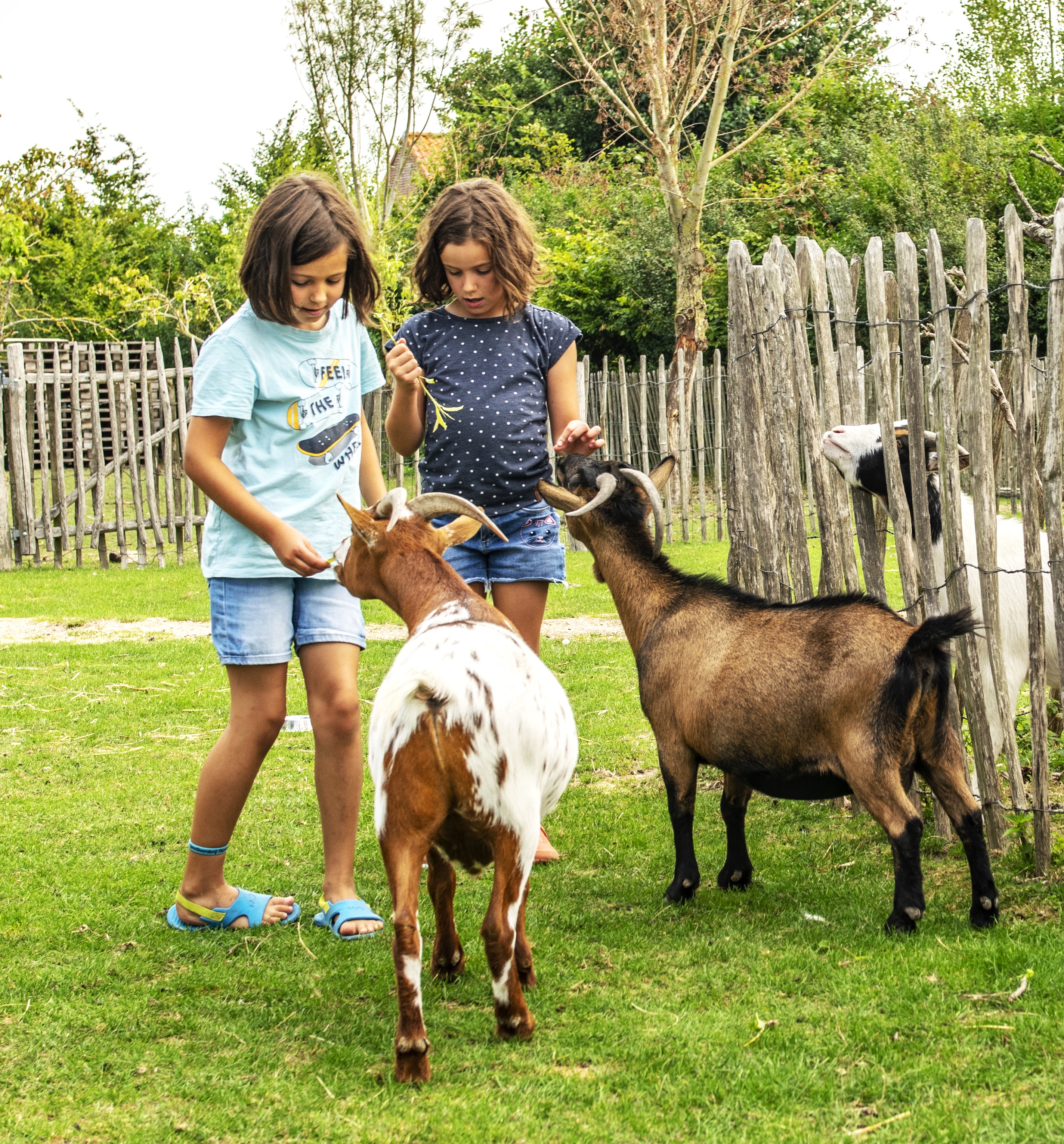 Ardoer Camping International