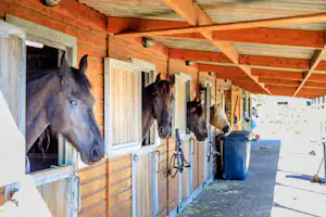 Ardoer Camping 't Noorder Sandt - Pferde auf dem Campingplatz