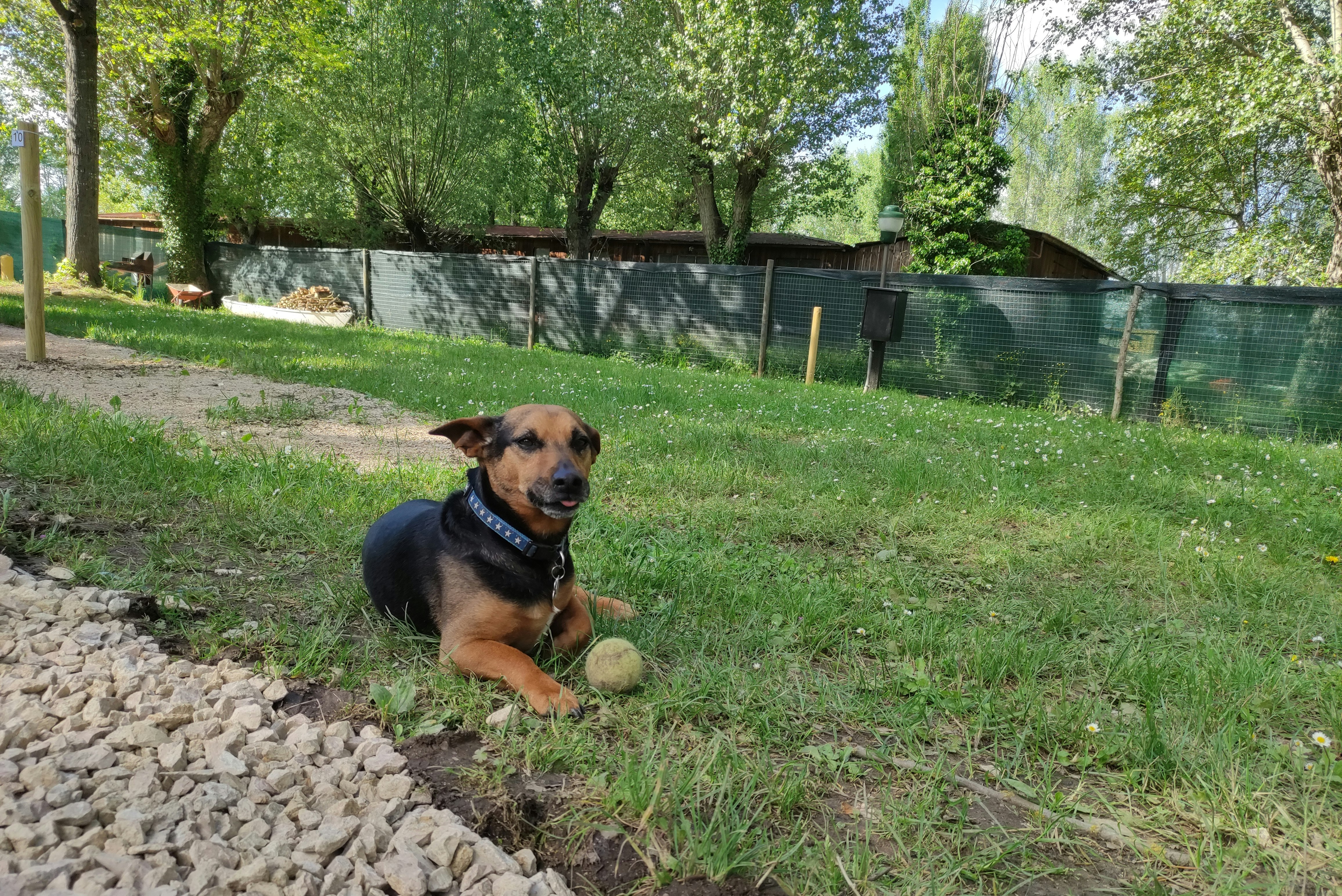 Area Sosta Camper Il Chiaro - Hund auf dem Campingplatz