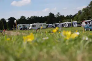 Campingplatz mit Wohnmobilen und Wohnwagen auf Stellplätzen, im Vordergrund Wiese mit gelben Blumen und Bäumen am Rand.