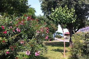 Baia Holiday Romantica a Lago - Blick auf die Blumen und Pflanzen auf dem Campingplatz