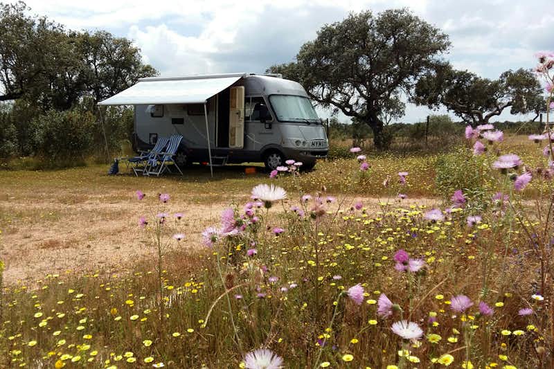 Bubulcus & Bolotas Camping - Stellplätze und Blumen