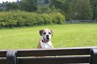Beech Croft Farm Caravan Park - Park für Hunde auf dem Campingplatz