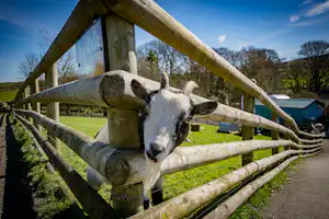 Beech Croft Farm Caravan Park - Streichelzoo mit Ziegen auf dem Campingplatz