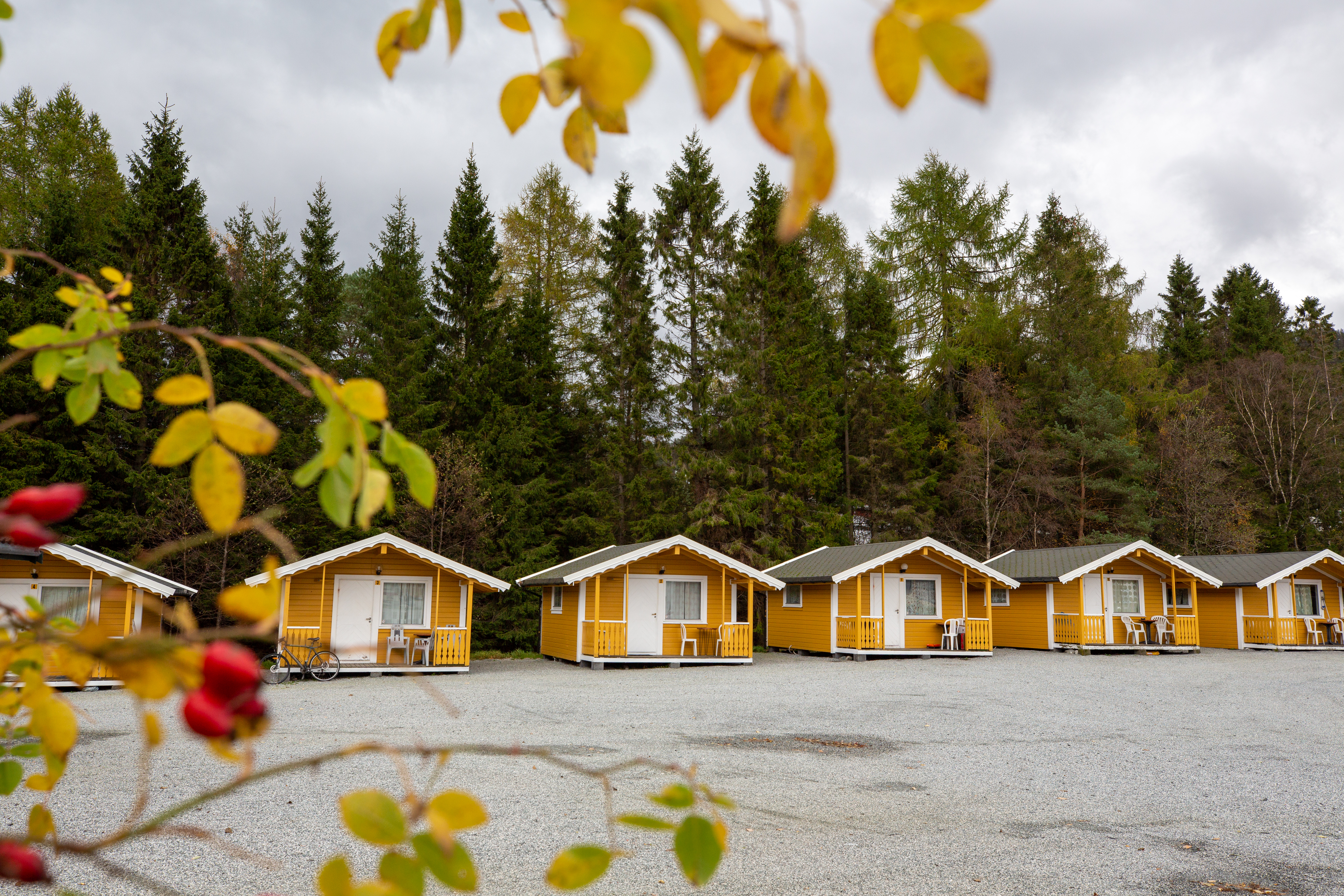 Gelbe Ferienhäuser in Reihe auf einem Campingplatz, umgeben von hohen Nadelbäumen und Wald im Hintergrund.