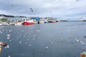 Berlevåg Camping - Hafen mit Möwen in der Nähe vom Campingplatz