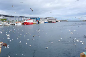Berlevåg Camping - Hafen mit Möwen in der Nähe vom Campingplatz
