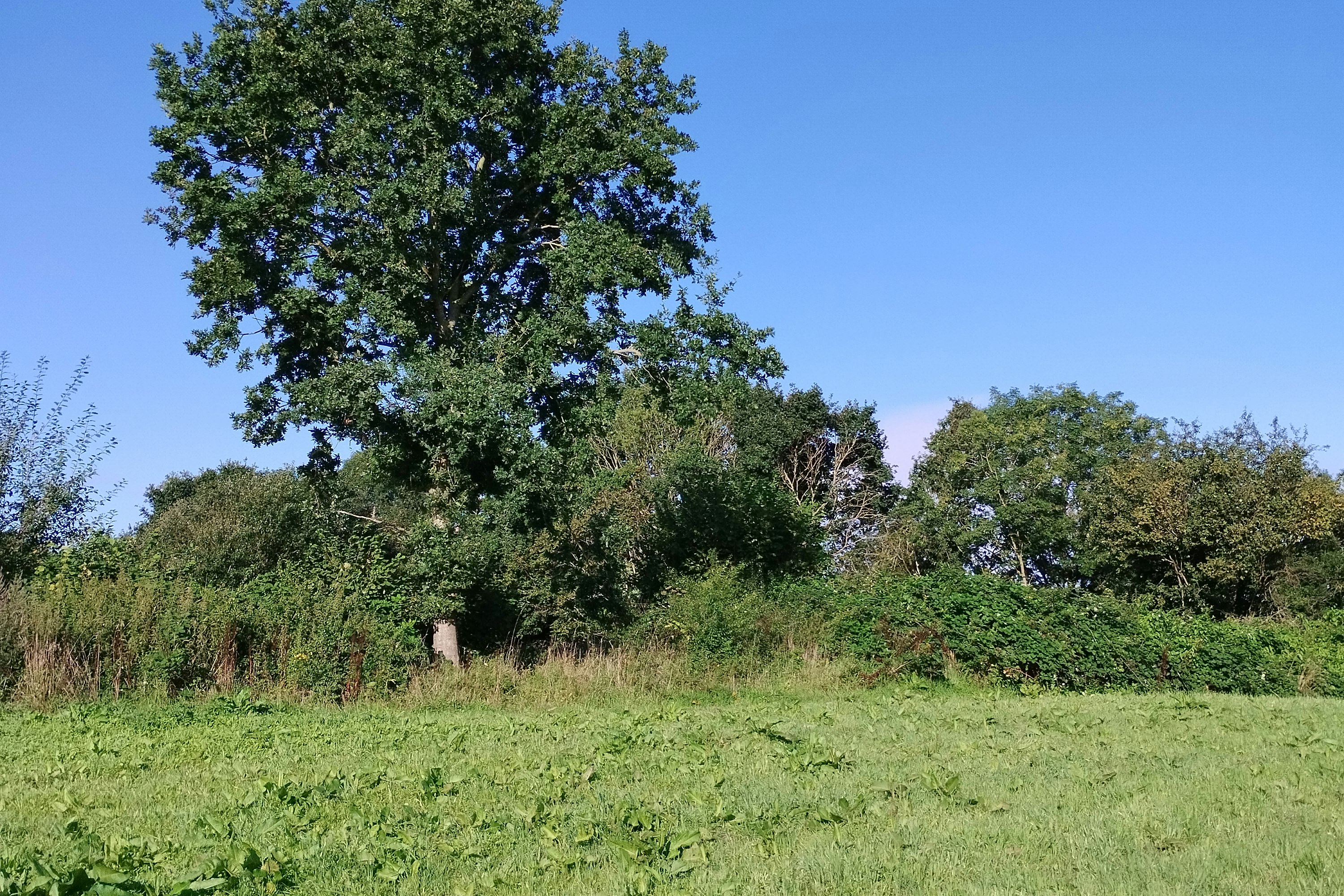 Big Birds Farm - Blick auf den Campingplatz im Grünen
