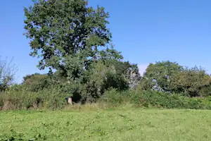 Große Bäume und dichter Waldsaum vor grünem Gras, Blick in den blauen Himmel.