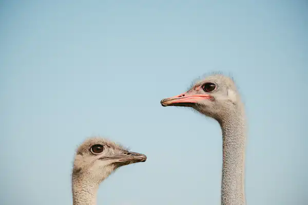 Big Birds Farm