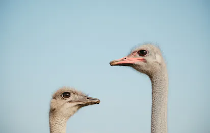 Big Birds Farm