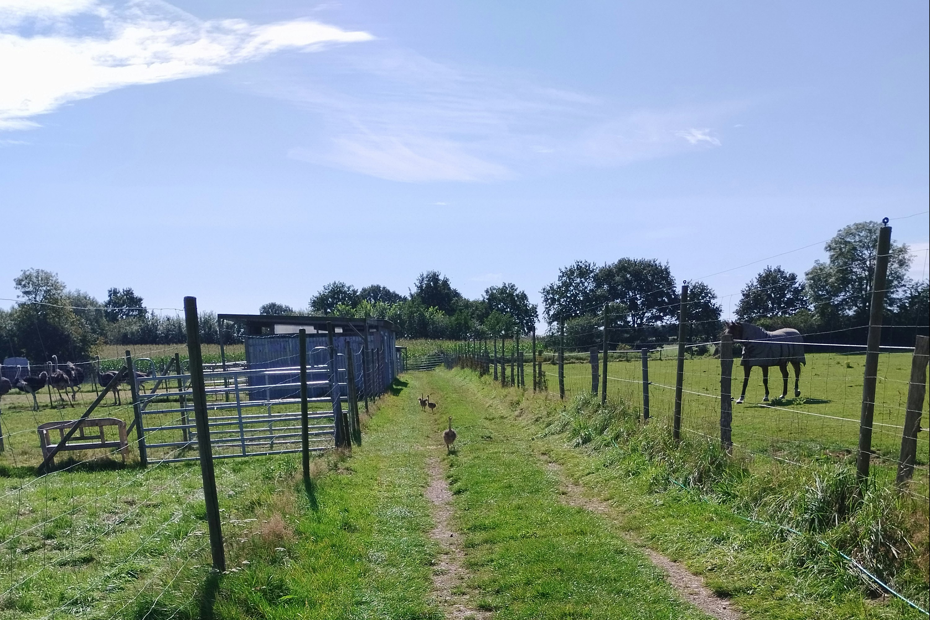 Big Birds Farm - Tierkoppeln auf dem Campingplatz