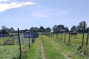 Weide mit Pferden hinter einem Drahtzaun, schmaler Pfad durch das Gras und Bäume am Rand.