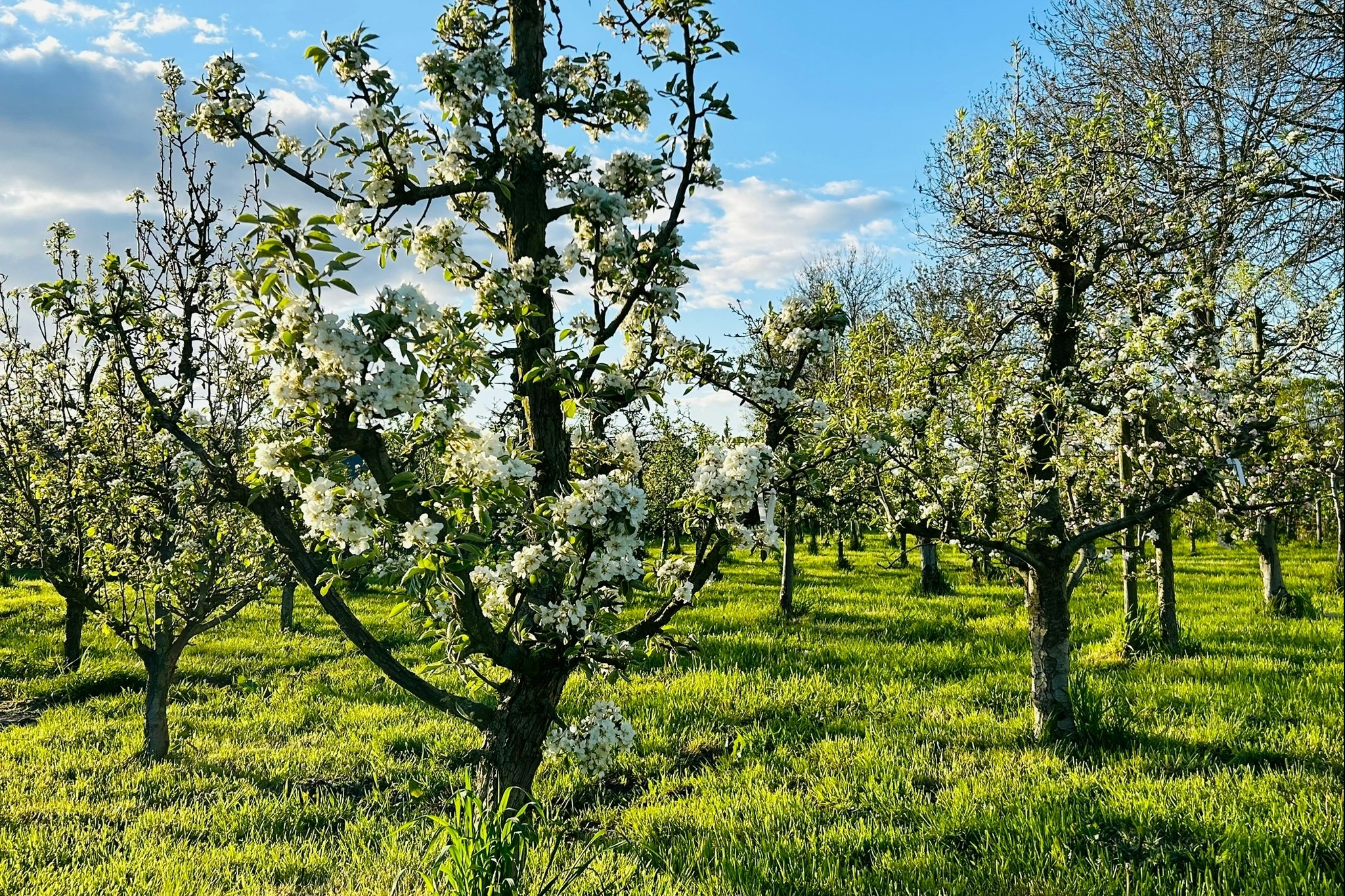 Bij Boer Jos - Blühende Bäume auf dem Campingplatz