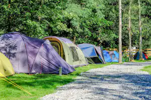 Mehrere Campingzelte auf einem Grasplatz im Wald, mit Baumstämmen und einem gepflasterten Weg im Vordergrund.