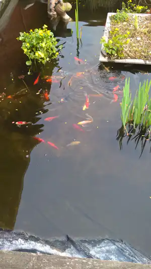 Teich mit Koi-Fischen, Seerosenblüten und Wasserpflanzen am Rand, daneben ein Steinbeet mit gelben Blüten.