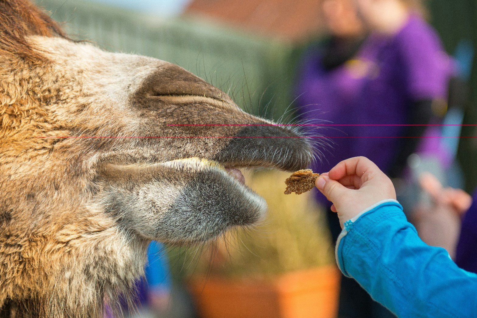 Boerderij De Boterbloem - Kinder füttern Tiere auf dem Campingplatz
