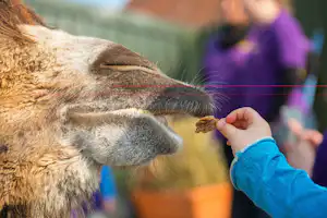 Boerderij De Boterbloem - Kinder füttern Tiere auf dem Campingplatz