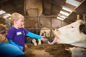 Boerderij De Boterbloem - Kinder kümmern sich um Tiere auf dem Campingplatz