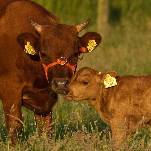 Boerderijcamping De Beek