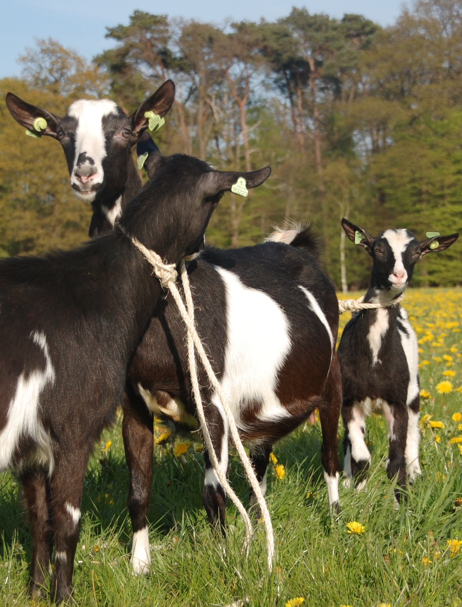 Boerderijcamping De Brömmels