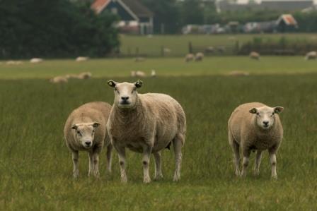 Boerderijcamping De Hal