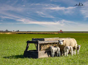 Boerderijcamping De Hal