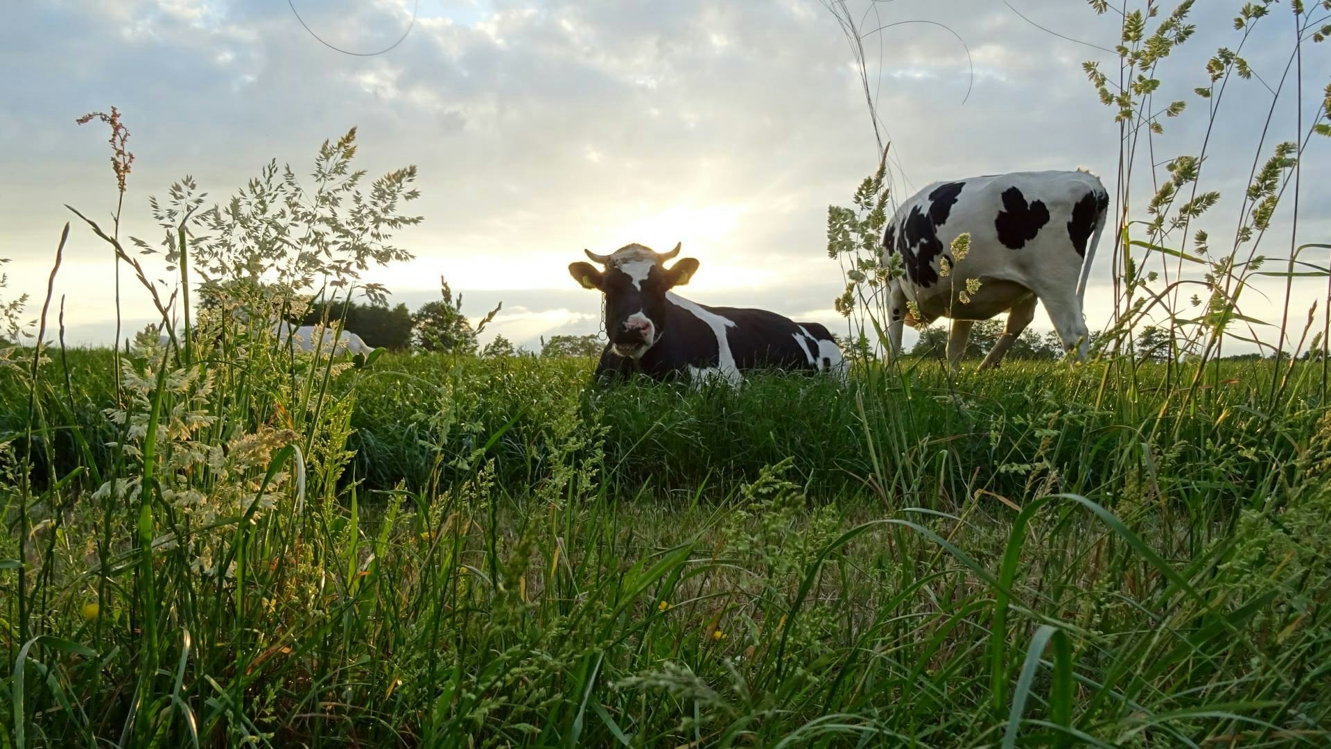 Boerderijcamping De Mebel