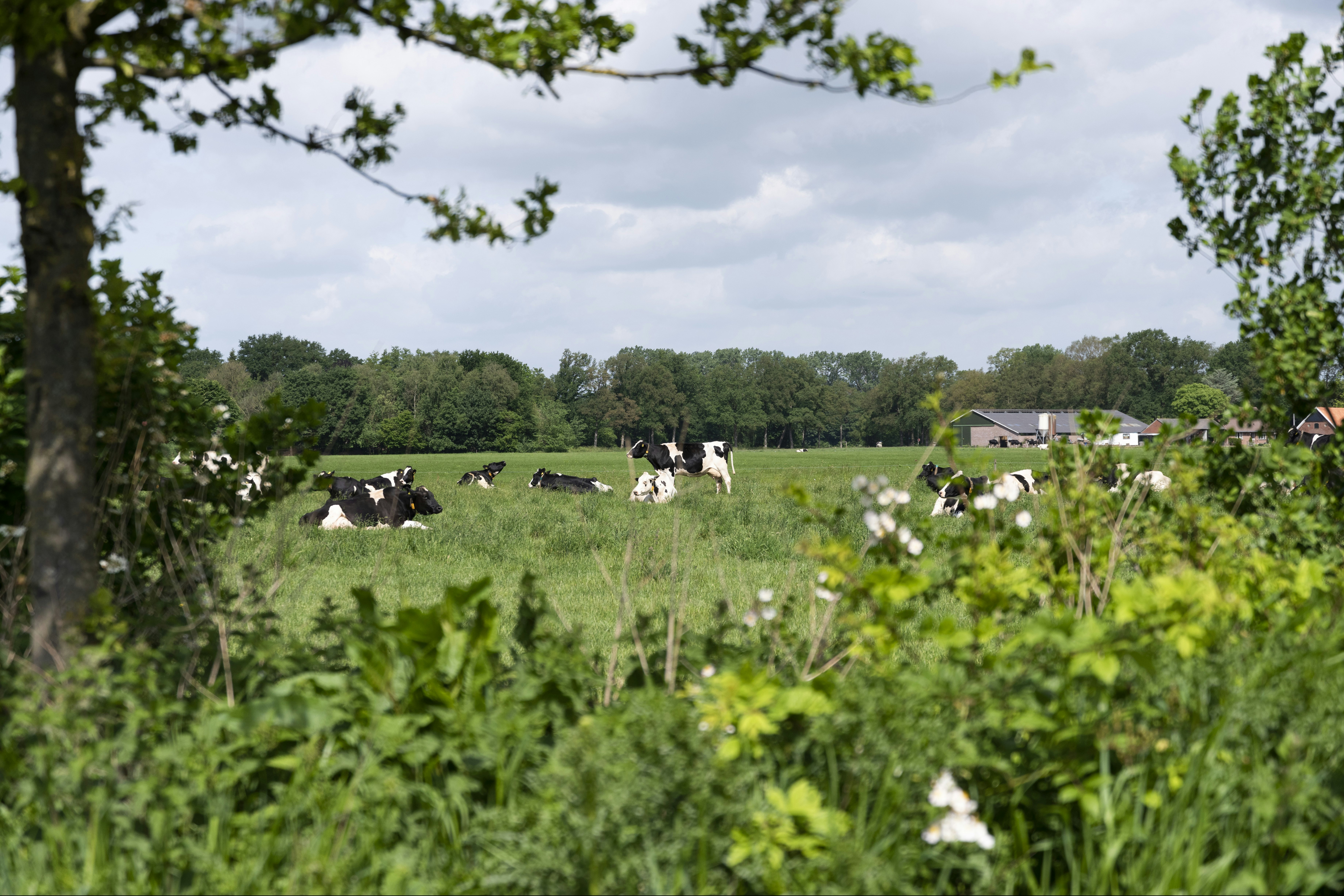 BoerderijCamping De Neeth - Kühe grasen auf einer Weide neben dem Campingplatz