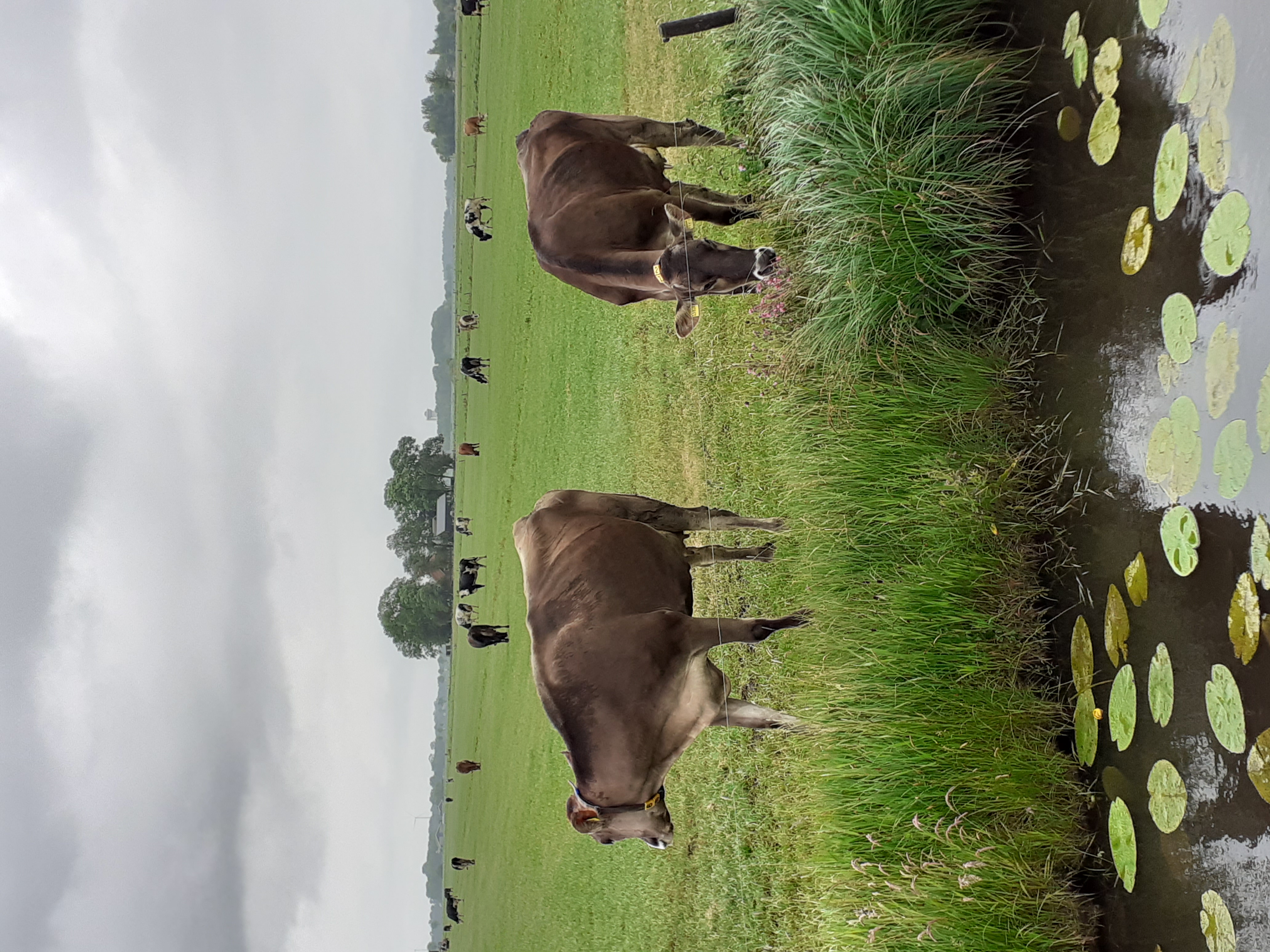 Boerderijcamping De Stadsgaten
