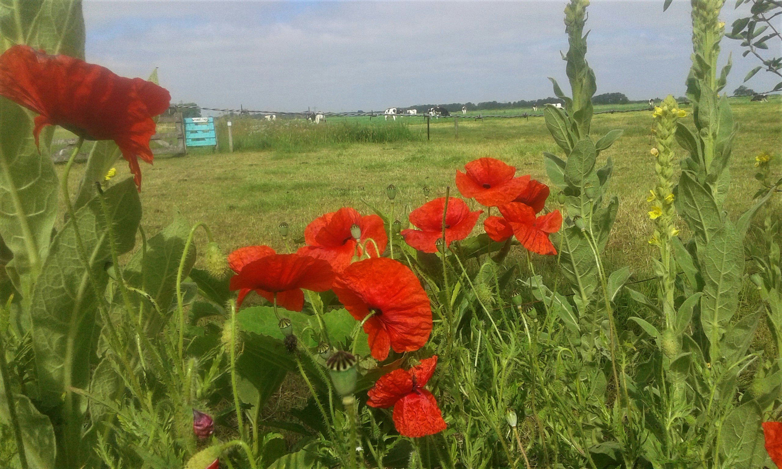 Boerderijcamping De Stadsgaten