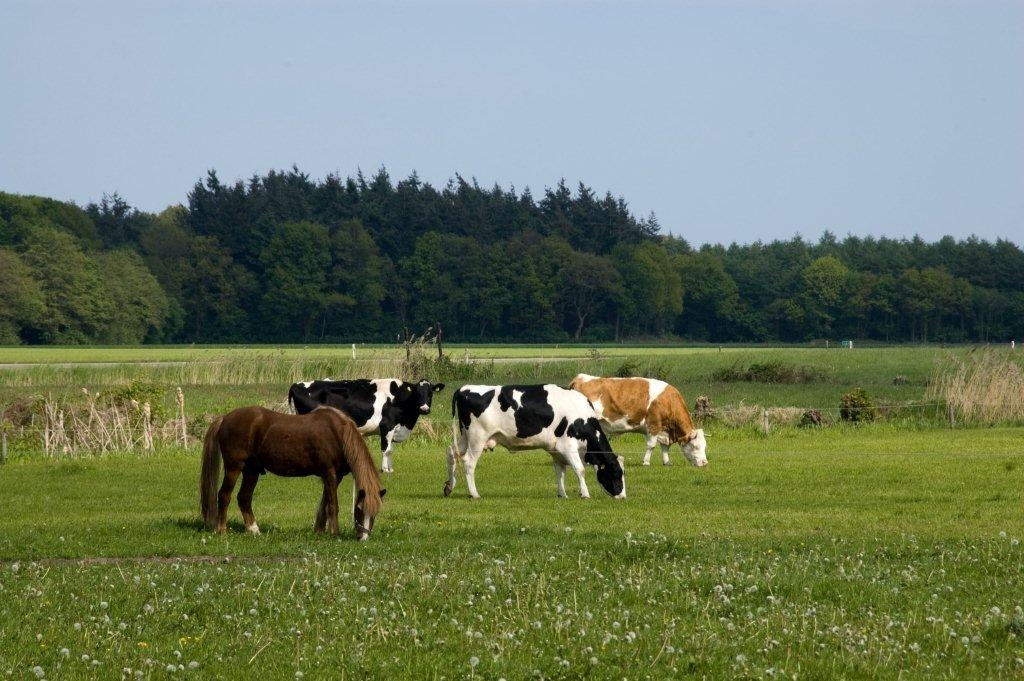 Boerderijcamping De Wezel